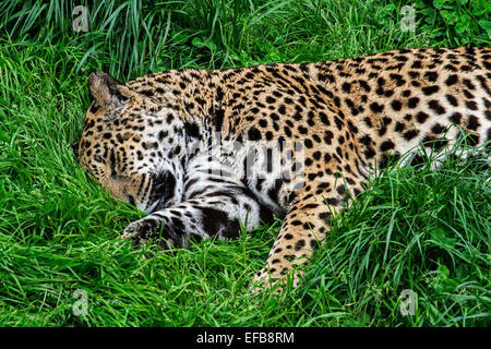 Panther / jaguar (Panthera onca) sleeping in the grass, native to Central and South America Stock Photo