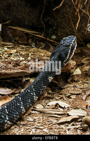 Common cantil / Mexican moccasin / tropical moccasin / Mexican cantil (Agkistrodon bilineatus), Mexico and Central America Stock Photo