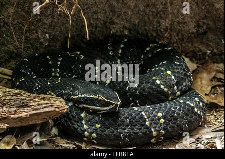 Common cantil / Mexican moccasin / tropical moccasin / Mexican cantil (Agkistrodon bilineatus), Mexico and Central America Stock Photo