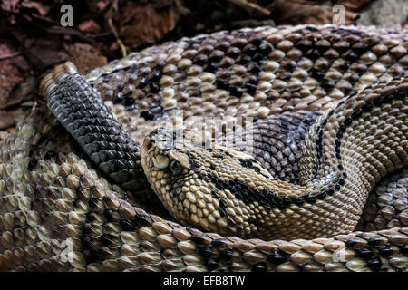 Northwestern Neotropical Rattlesnake (Crotalus culminatus / Crotalus simus culminatus) curled up, venomous pit viper, Mexico Stock Photo