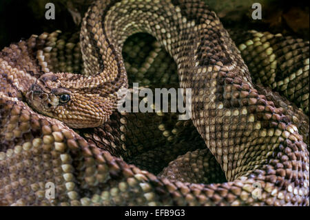 South American rattlesnake / tropical rattlesnake / neotropical rattlesnake / Guiana rattlesnakes (Crotalus durissus terrificus) Stock Photo