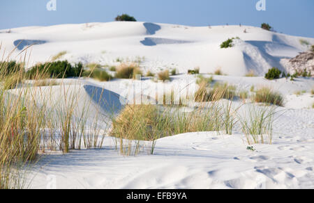 Grass growing out of the sand dunes on the background. Stock Photo