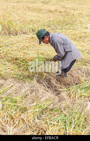 Local Thai man working as a labourer harvesting rice by traditional methods by hand from a paddy field on a farm in rural Chiang Rai, north Thailand Stock Photo