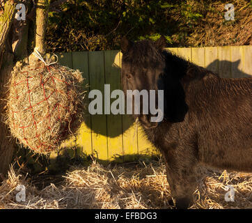 A black pony eating a hay net on a frosty morning Stock Photo