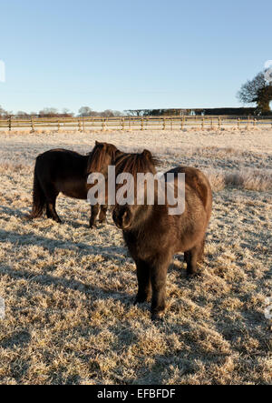 Two Shetland ponies in a grass field on a bright frosty morning Stock Photo