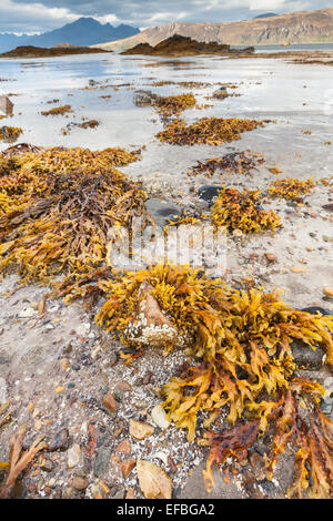 Beach & seaweed at Ord on the Isle of Skye in Scotland. Stock Photo