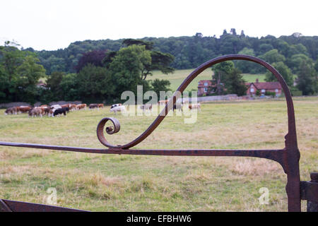 Herd of cows grazing in rural summer meadow beyond iron gate, Oxfordshire, England Stock Photo