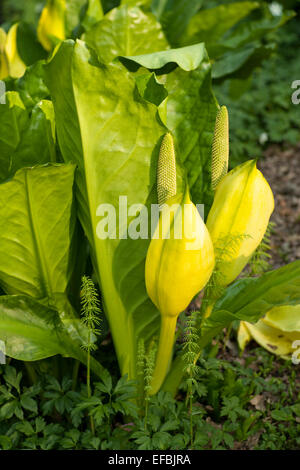 Lysichiton americanus Yellow skunk cabbage Stock Photo