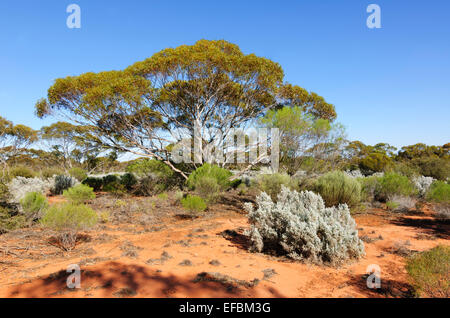 Mallee country, Gluepot, South Australia Stock Photo