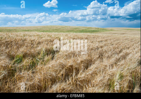 Wheat Fields in August Stock Photo