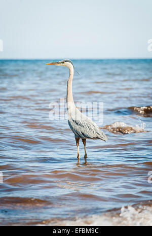 Profile of great blue heron standing in Atlantic ocean. Prince Edward Island, Canada. Stock Photo