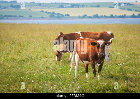 Three Ayrshire cows grazing in field at Prince Edward Island, Canada Stock Photo