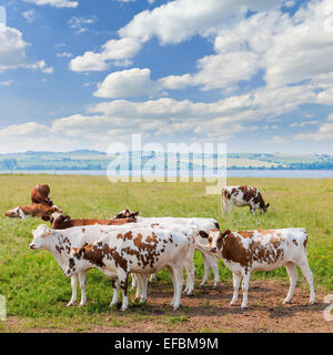 Herd of Ayrshire cows grazing on fresh grass in scenic meadow at Prince Edward Island, Canada. Stock Photo