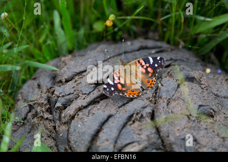 Brazilian painted lady (Vanessa braziliensis) butterfly, lands on cow dung, mud-puddling, among a green grass, Pindamonhangaba, SP, Brazil Stock Photo