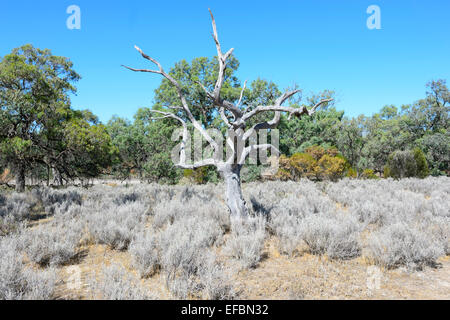 Saltbush or Bluebush, Hattah Kulkyne National Park, Victoria, VIC, Australia Stock Photo