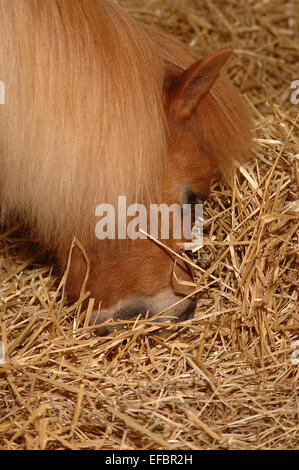 A blond pony eating hay in a barn Stock Photo
