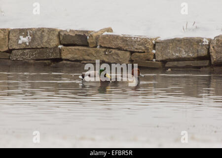 Two drake ducks swimming on a small pond in northern Pennsylvania. Stock Photo