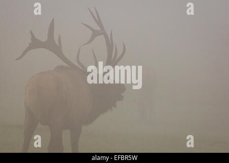 A bull elk bugles in the morning fog with cows in the background. Stock Photo