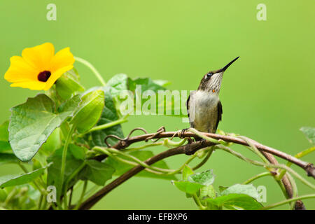 Ruby Throated Hummingbird perched on a vine with yellow flower in summertime. Stock Photo