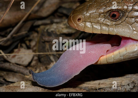 Blue Tongue. Stock Photo