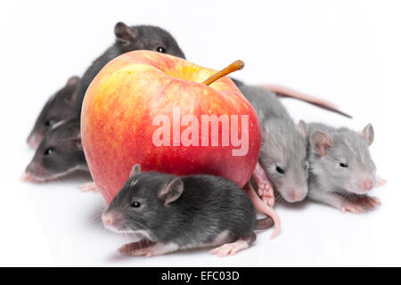 cute baby rats Stock Photo