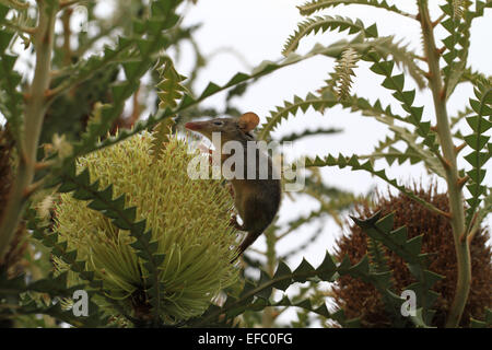 Honey Possum feeds the Banksia for dinner Stock Photo