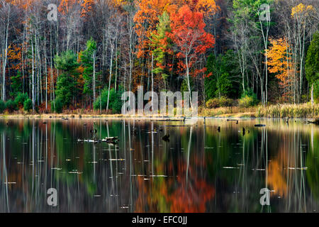 Fall Colors on a Secluded Forest Trail on the Rim Rock National  Recreational Trail in Shawnee National Forest in Illinois Stock Photo -  Alamy