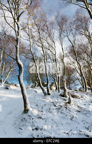 Snow clad Birch trees in Nidderdale, North Yorkshire, in mid-winter. Stock Photo