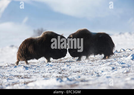 Male muskoxen bouncing Stock Photo