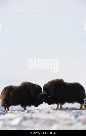 Male muskoxen bouncing Stock Photo