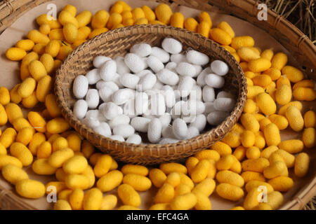 yellow and white silkworm cocoon in the farm Stock Photo