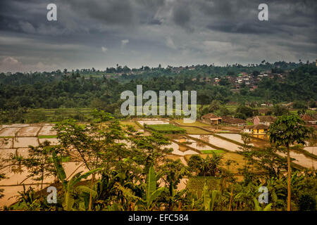 Rice fields where rice is grown in the traditional way, Sukabumi, West Java Stock Photo