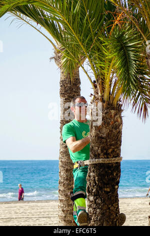 Tree surgeon hanging from rope and clampons trimming palm tree in the winter sun, Benidorm, Costa Blanca, Spain Stock Photo