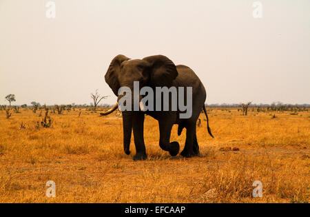 Solitary male bull elephant on the African plains. His tusks grow bigger with age & quality food eaten Stock Photo