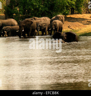 Breeding herd of wild African elephants drinking & playing, submerged & splashing in the cool waters enjoying themselves Stock Photo
