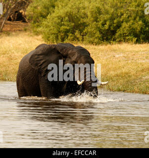 Solitary African elephant wading through the water keeping cool in the heat of the day, wet all over splashing Stock Photo