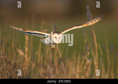 Barn Owl (Tyto alba) in flight, Norfolk, England