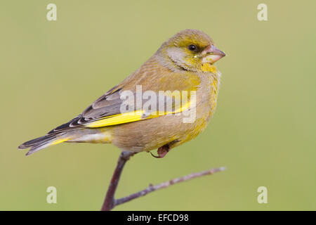 Greenfinch; Stock Photo