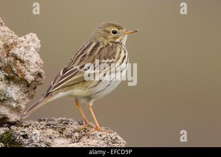 Meadow Pipit, winter plumage Stock Photo