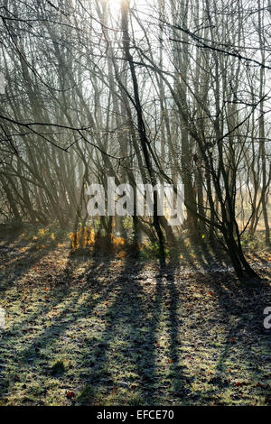 Leafless tree trunks, silhouetted against winter sun, casting shadows on frosty ground. Stock Photo