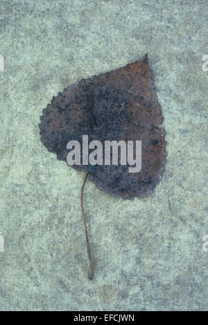 Black and brown autumn leaf of Black polar or Populus nigra tree lying on mottled green antique board Stock Photo