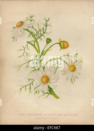 Corn Feverfew (Pyrethrum Inodorum) chromolithograph Artist: Anne Pratt “Wild Flowers”1852 Stock Photo