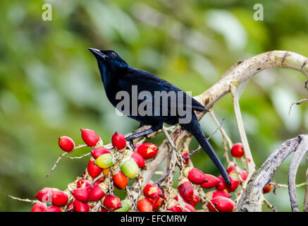 A Melodious Blackbird (Dives dives) feeding on colorful palm fruits. Belize, Central America. Stock Photo