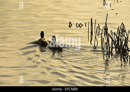 Pair of mallard ducks (Anas platyrhynchos) in lake at Inch Island Wildfowl sancturary, Burnfoot, Ireland. Stock Photo