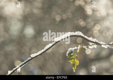 Melting snow on a branch in a forest with soft morning sunlight. Stock Photo