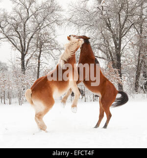 Two horses playing in snow, rearing up Stock Photo