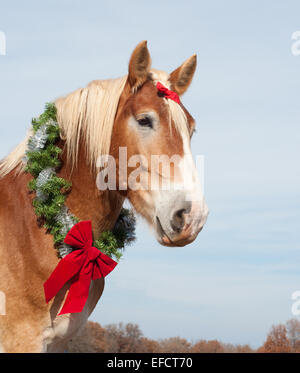 Beautiful blond Belgian Draft horse wearing a Christmas wreath around his strong neck Stock Photo