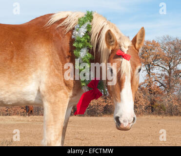 Adorable Belgian Draft horse wearing a Christmas wreath and a bow in his mane, looking at the viewer down low Stock Photo