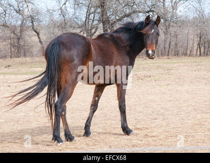 Arabian Horse, Mare at winter pasture,portrait Stock Photo - Alamy