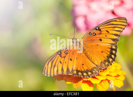 Dorsal view of an orange, silver and black Gulf Fritillary butterfly in its natural environment Stock Photo